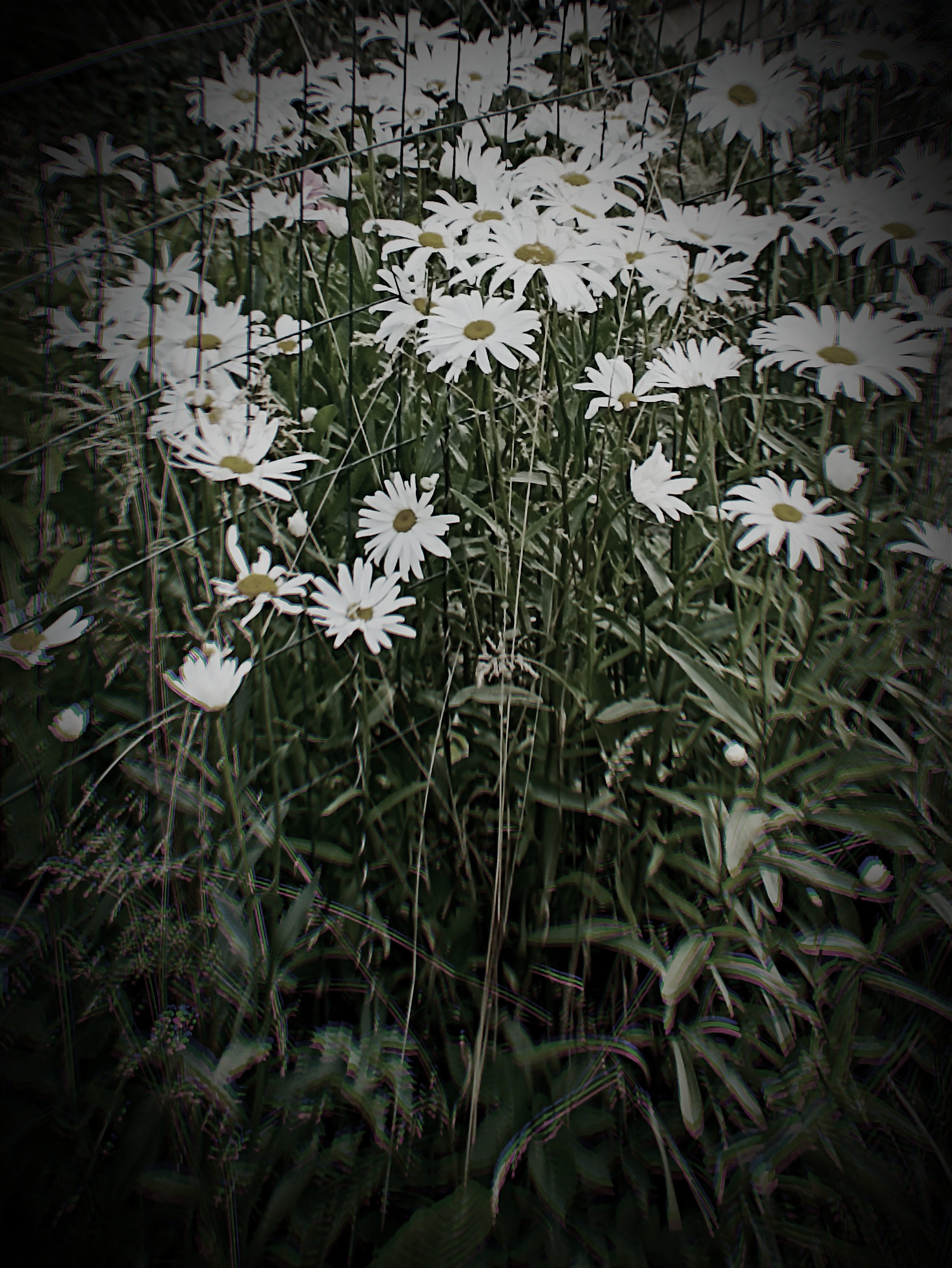 Daisies